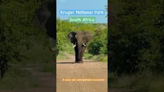 Elephant encounter in Kruger National Park, South Africa