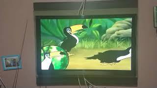 Animais Selvagens - Toco o Tucano