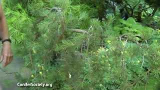 Jack Pine - Pinus banksiana ' Uncle Fogy' American Conifer Society 1