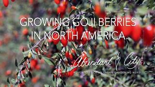 Growing Goji Berries in North America (new audio)