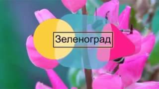 Зеленоград. Дорога цветов...