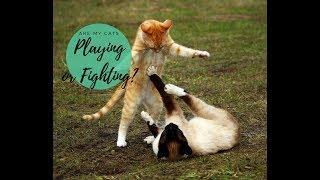 Cat Play vs. Cat Fight & How to Tell the Difference - Cute Cats Playing Together! - Cats and Cat Nip