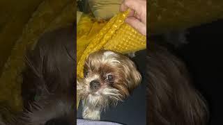 Shih tzu biting under the blanket 