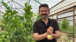 Lime Limon Para Kazandırır mı? - Lime Limon