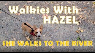 Walkies with Hazel - Hazel walks to the river