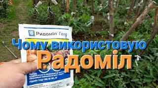 Радоміл Голд для помідорів/// Фітофтора на помідорах чим кропити@МояДачаСадГород