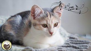 Cat Music for Deep Relaxation - Help Cats Sleep and Relax
