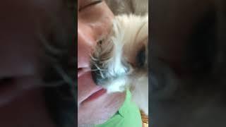 who nose how to nose lick ASMR (read description for Potato update)