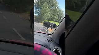 Traffic jam lol #cows #reporoa #newzealand #fyp #shorts