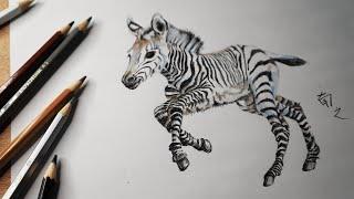 Colored Pencil Drawing Sketching Time-Lapse || Baby Zebra || NanZhi 南之