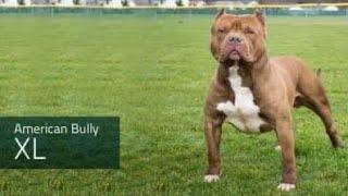 THE MASTER OF ALL BULLDOGS SAID ONLY MORONS  ASSUME THAT THEY HAVE PIT BULLS. THEY REALLY DON’T.