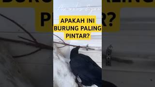 Burung paling pintar #animals #birds #pets #shorts