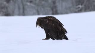 myšiak lesný(Buteo buteo)