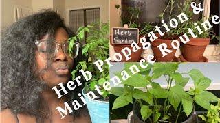 Herb Propagation & Maintenance Routine| Nurse Shai