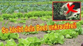 So bleibt dein Beet unkrautfrei - Gemüsegarten unkrautfrei halten – Unkraut im Gemüsebeet vermeiden