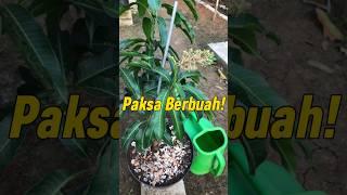 Cara Memakasa Pohon Mangga Berbuah Dalam Pot Kecil! #grafting #mangografting #mangobonsai