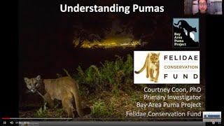 Pumas; Mammals of the Coast- Junior Land Stewards Virtual Environmental Science Program