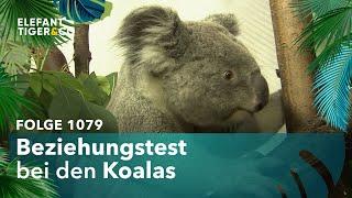 Nachwuchshoffnung bei den Koalas des Zoo Leipzig? (Folge 1079) | Elefant, Tiger & Co. | MDR