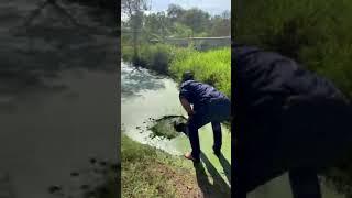 Bigger Crocodile #shorts #tiktok #viral #trending