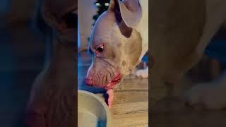 Turkey wings instead of dental dog treats #asmr #asmrdog #rawfeeding #rawdogfood #pitbull #dogs