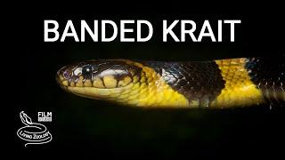 Banded krait, a large deadly venomous snake which kills other snakes