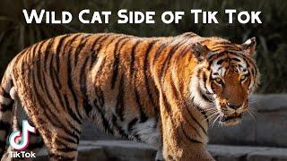 Wild Cat Side of Tik Tok