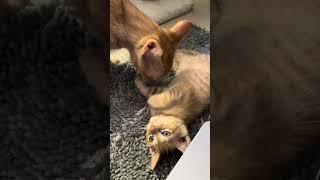 Video of adoptable pet named Angie