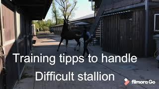 Handle difficult stallion