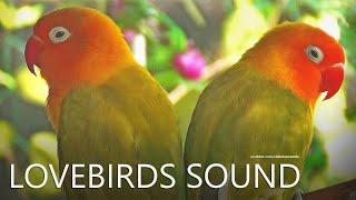 Lovebirds Chirping Sounds From Two Pastel Green Fischers - 2024 Part 1