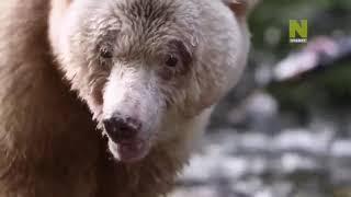 БОЖЕСТВЕНАЯ ПРИРОДА НАШЕЙ ПЛАНЕТЫ.МЕДВЕДИ Документальный фильм .DIVINE WILD NATURE BEARS Documentary