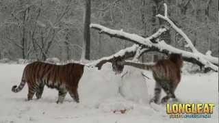 Snow Day For Longleat Safari Park Tigers!