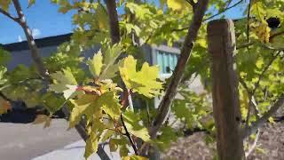 Silver Maple (Acer saccharinum) ~10 year old mature tree - Lethbridge, AB Sept 24 fall colour