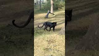 Black Panther captured on camera at Kabini #blackpanther  #shadow #wildlife #rare #inthewoods #india