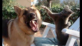  Cats are bullying!  Funny video with dogs, cats and kittens! 