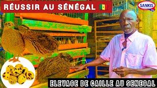 Élevage de Cailles au Sénégal: " Cet Oiseau est juste un Miracle " - Par Modou Gueye (AGRIPRENEUR)..