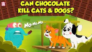 Is Eating Chocolate Dangerous for Dogs and Cats? | Why Can't Dogs & Cats Eat Chocolate? | Dr. Binocs