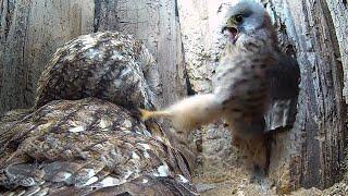 Tawny Owl Fights To Protect Eggs From Persistent Young Kestrel | Luna & Bomber | Robert E Fuller