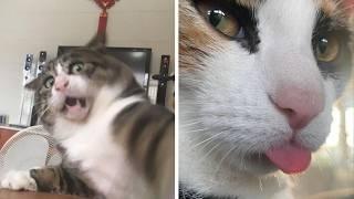Videos de Gatos mas divertidos de 2024
