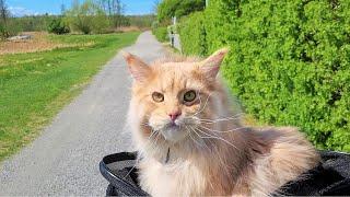 Maine Coon Cat on a Bike Ride - Adventure to the Hollow Oak!