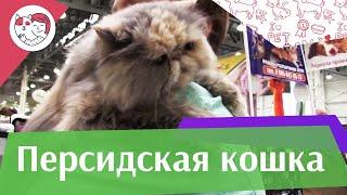 Персидская кошка на  Кэтсбург 17 ilikepet