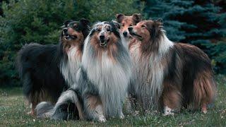 7 Most Expensive Dogs