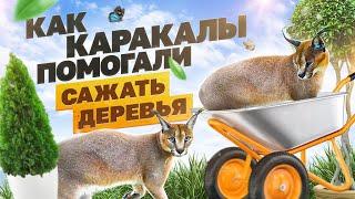 Помощники или шкодники?  Сажаем деревья с котами | How to plant trees with cats 