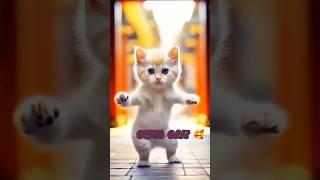 Cute Cat Dance || Subscribe plz️#shorts #cat #catvideos #catdance