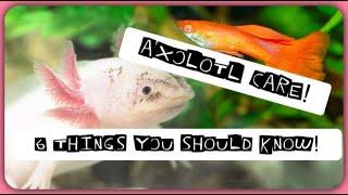 How to take care of Axolotl and 6 things you should know about them!!