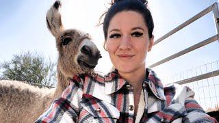 Donkey hid big secret from woman who adopted her