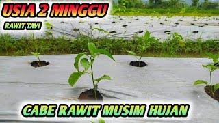 DI GEMPUR HUJAN !!! CABE RAWIT USIA 2 MINGGU DI MUSIM HUJAN - CABE RAWIT TAVI