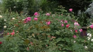 Английские розы Сибирского сада в конце июня