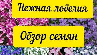 Обзор семян. Нежная и очень красивая лобелия#садвцветах #обзор #семена #лобелия #цветы #flowers