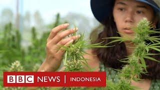 Legalisasi Ganja Thailand: 'Ini adalah kemenangan besar bagi para pemadat' - BBC News Indonesia