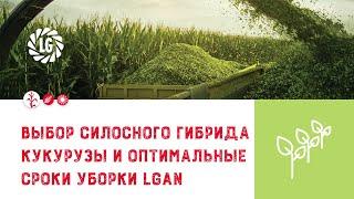 Выбор силосного гибрида кукурузы / Оптимальные сроки уборки кукурузы на силос